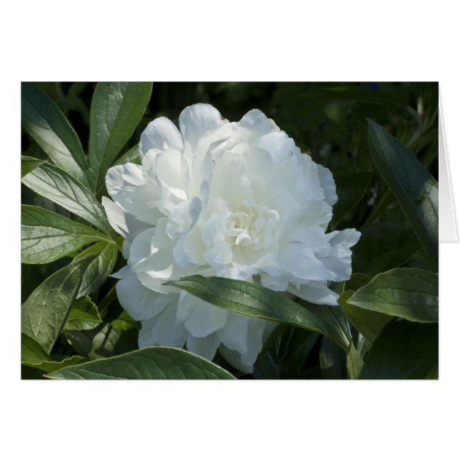 Peony Card (Voorkant Horizontaal)
