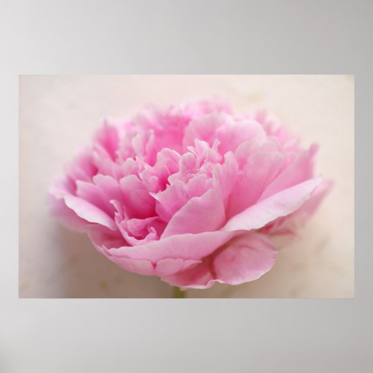 Peony closeup poster (Voorkant)