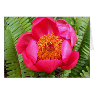 Peony en Ferns