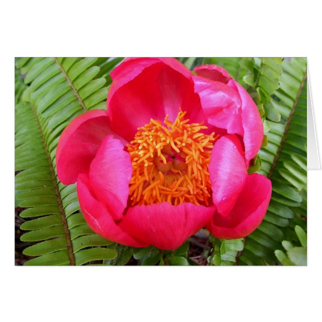 Peony en Ferns (Voorkant Horizontaal)