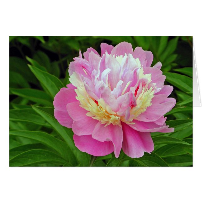 Peony Flower (Voorkant Horizontaal)