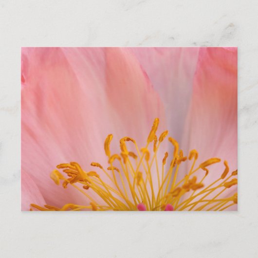Peony Flower Briefkaart (Voorkant)