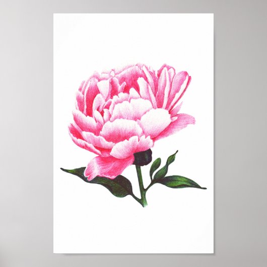 Peony Flower Illustration Pen Tekening Poster (Voorkant)