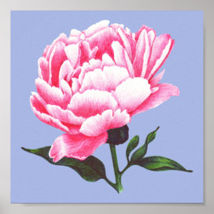 Peony Flower Illustration Pen Tekening Poster