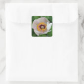 Peony Flower Stickers (Tas)