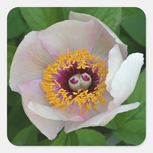 Peony Flower Stickers (Voorkant)