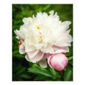 Peony Flowers Foto Afdruk (Voorkant)
