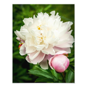 Peony Flowers Foto Afdruk