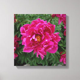 Peony Fotoprint Canvas Afdruk