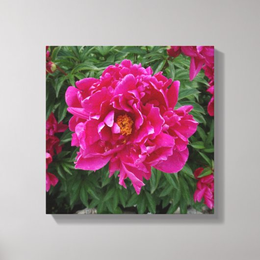 Peony Fotoprint Canvas Afdruk (Voorkant)