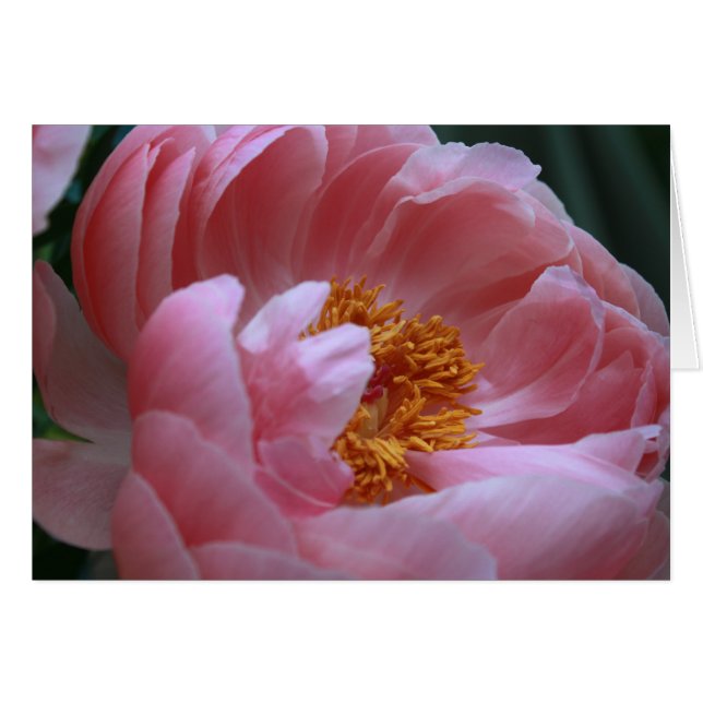 Peony Garden (Voorkant Horizontaal)