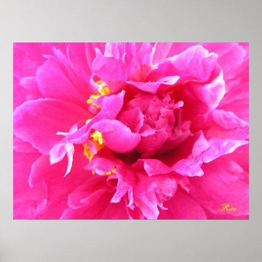 Peony in Bloom Poster (Voorkant)