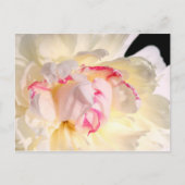 Peony in Morning Light Briefkaart (Voorkant)