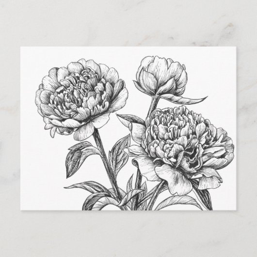 Peony-inkttekening Briefkaart (Voorkant)