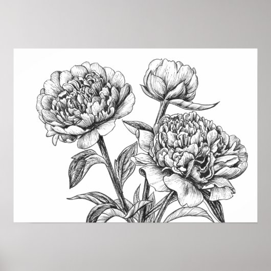 Peony-inkttekening Poster (Voorkant)