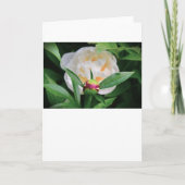 Peony, kaart (Voorkant)