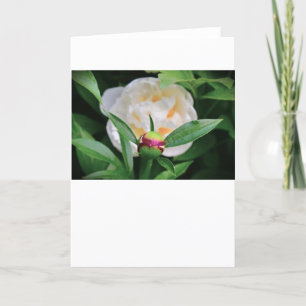 Peony, kaart