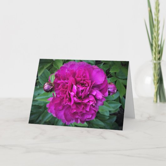 Peony, kaart (Voorkant)