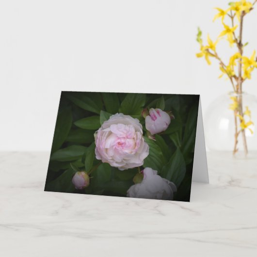 Peony, kaart (Gele Bloem)