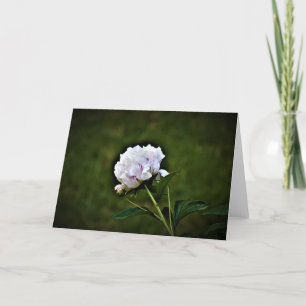 Peony, kaart
