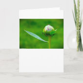 Peony, kaart (Voorkant)