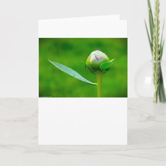 Peony, kaart (Voorkant)