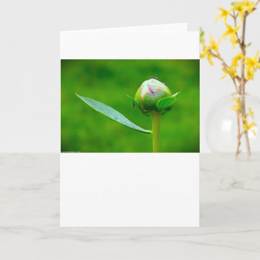 Peony, kaart (Gele Bloem)