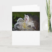 Peony, kaart (Voorkant)