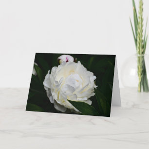 Peony, kaart