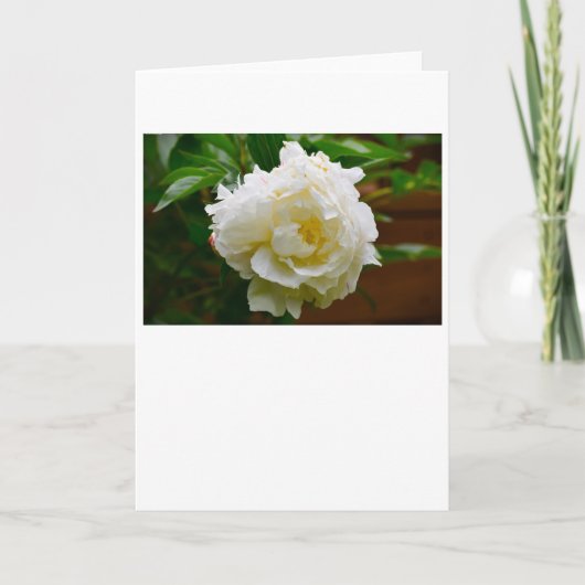 Peony, kaart (Voorkant)