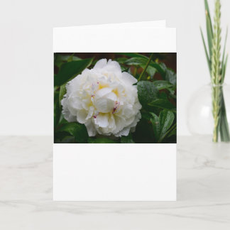 Peony, kaart