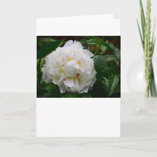Peony, kaart (Voorkant)