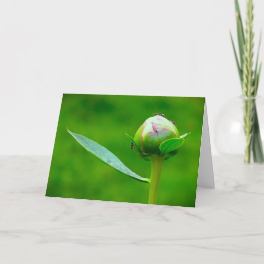 Peony, kaart (Voorkant)