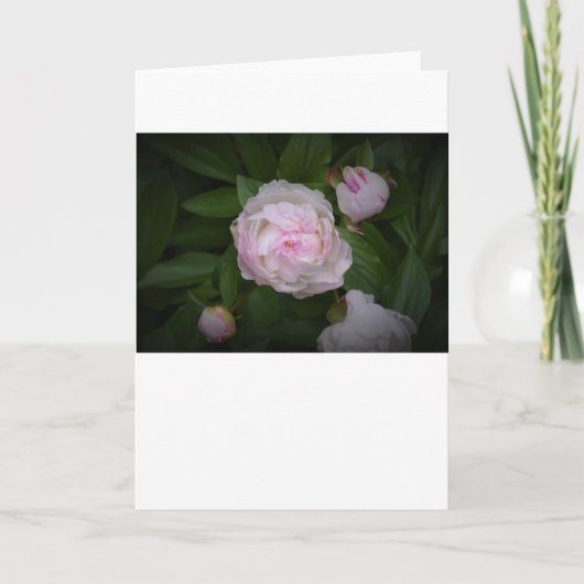 Peony, kaart (Voorkant)