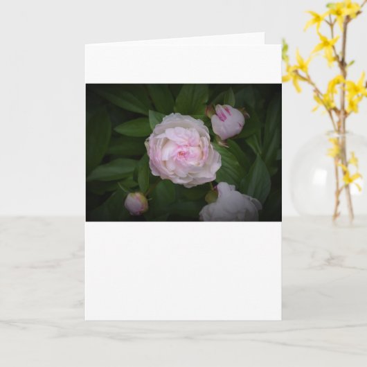 Peony, kaart (Gele Bloem)