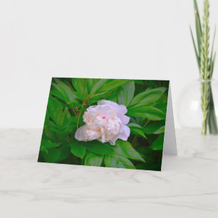 Peony, kaart