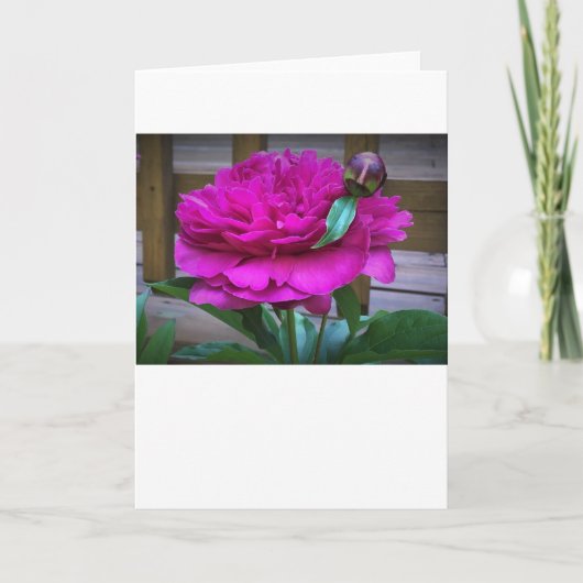 Peony, kaart (Voorkant)