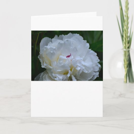 Peony, kaart (Voorkant)