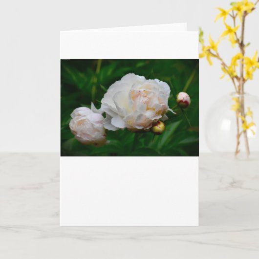 Peony, kaart (Gele Bloem)