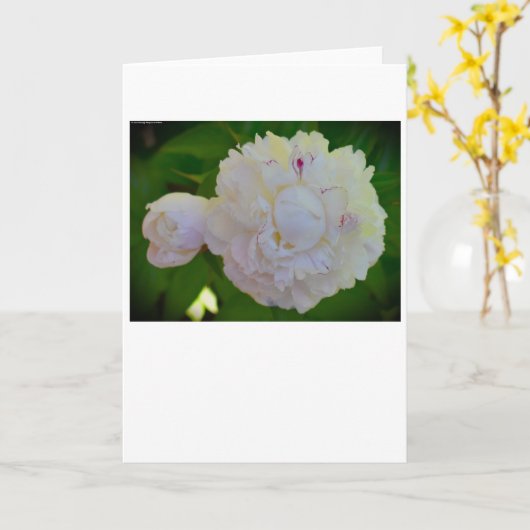 Peony, kaart (Gele Bloem)