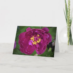 Peony, kaart