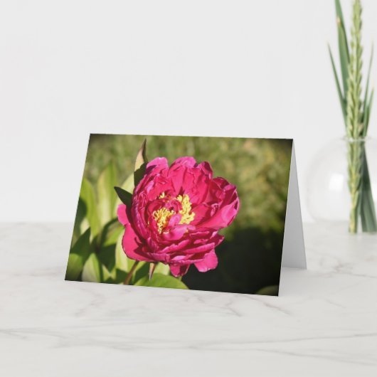 Peony, kaart (Voorkant)