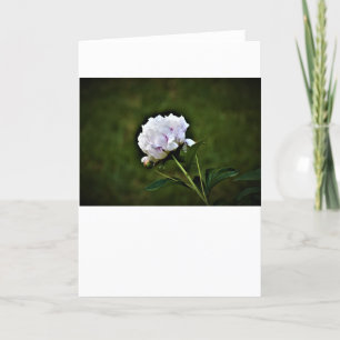 Peony, kaart