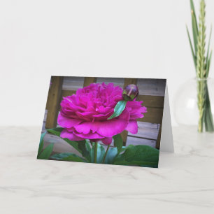 Peony, kaart