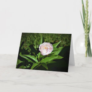 Peony, kaart