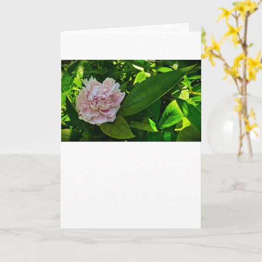 Peony, kaart (Gele Bloem)