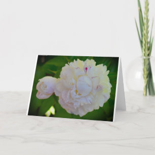 Peony, kaart