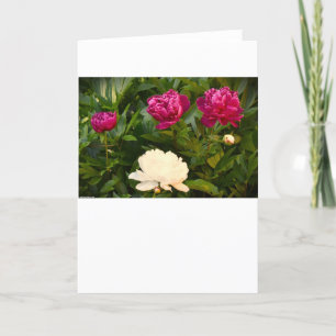 Peony, kaart