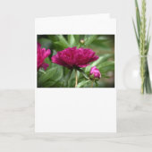 Peony, kaart (Voorkant)