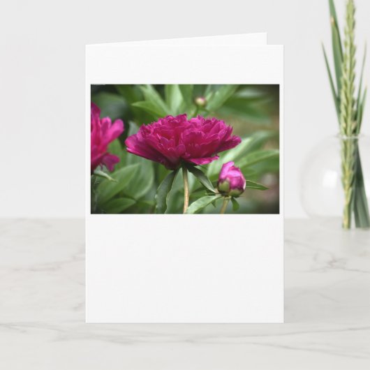 Peony, kaart (Voorkant)